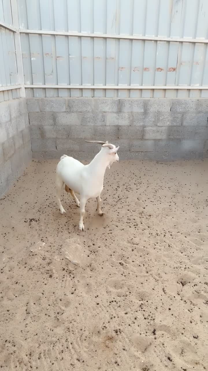 عماني ابرص فاخر  - 1