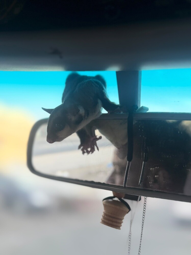 سنجاب طائر - 2
