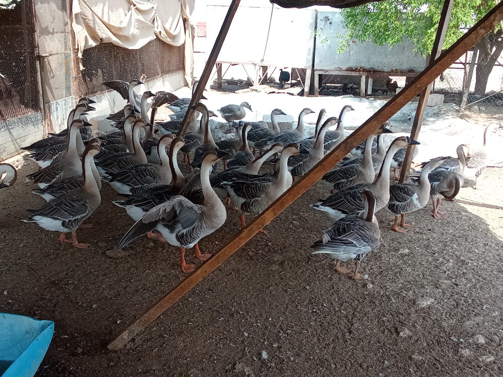للبيع طيور متنوعه ودواجن وأرانب - 3
