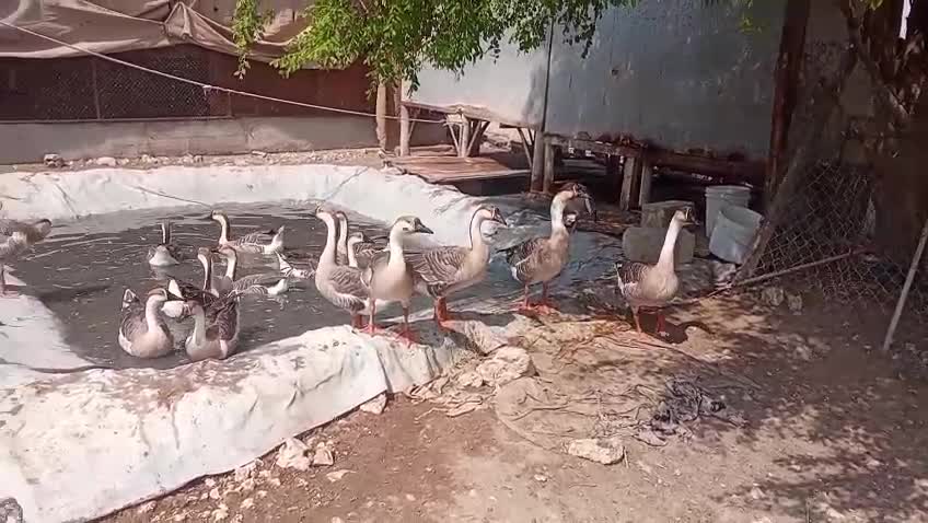 للبيع طيور متنوعه ودواجن وأرانب - 11