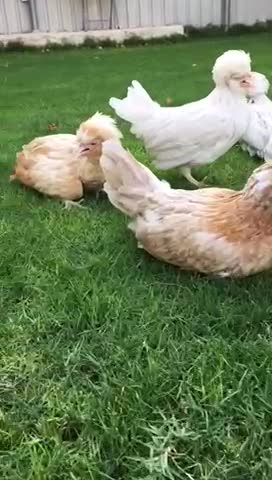 france chicken - 1