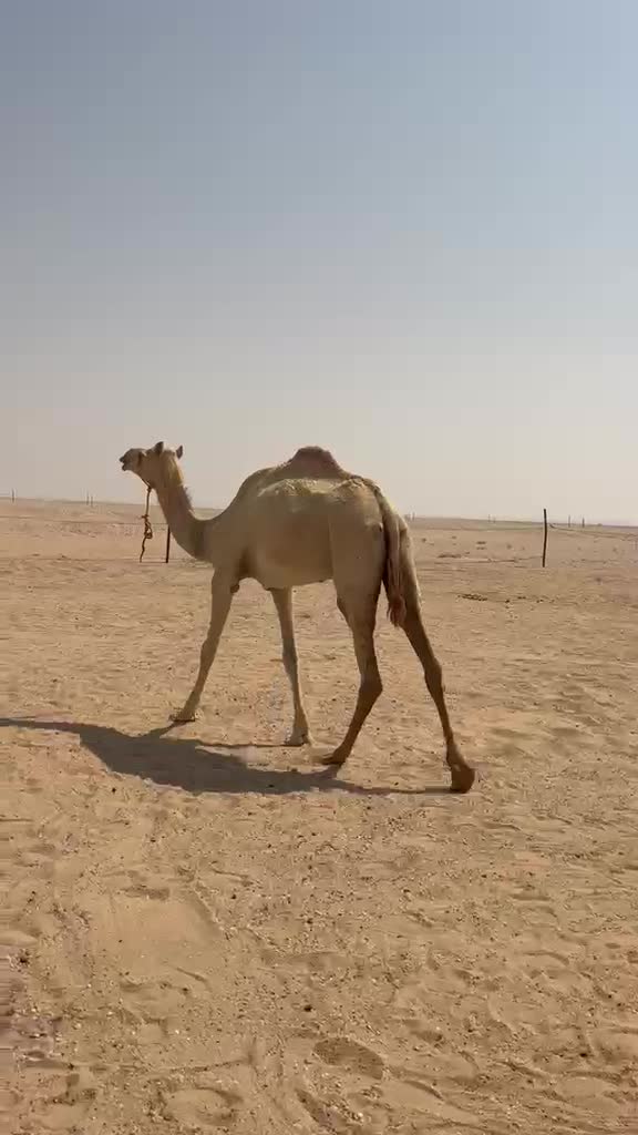 مهجه - 1