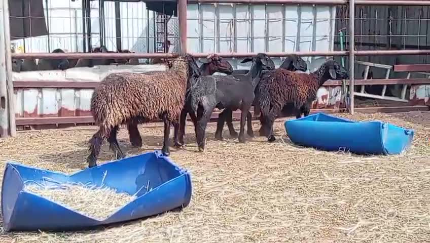 للبيع شويهات عرب طيبه - 1