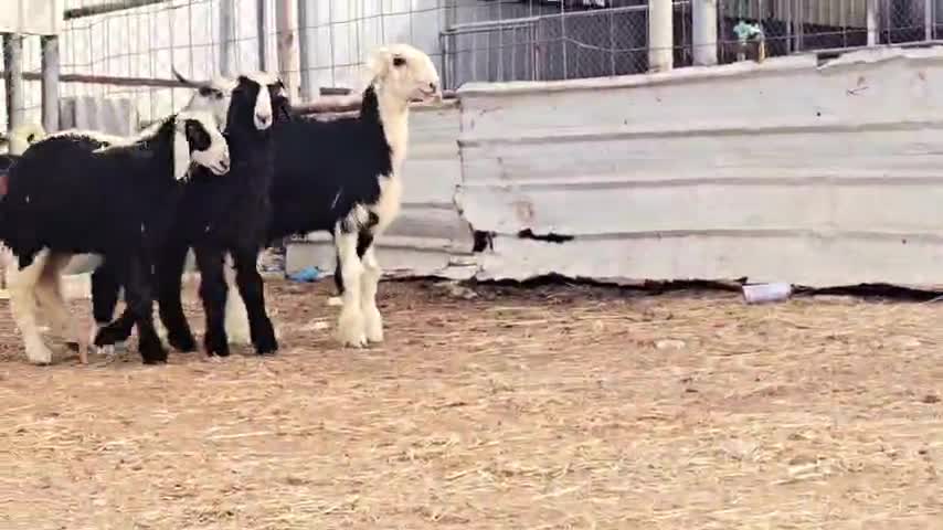 للبيع رخلتين وا طلي نجديات طيبه - 1