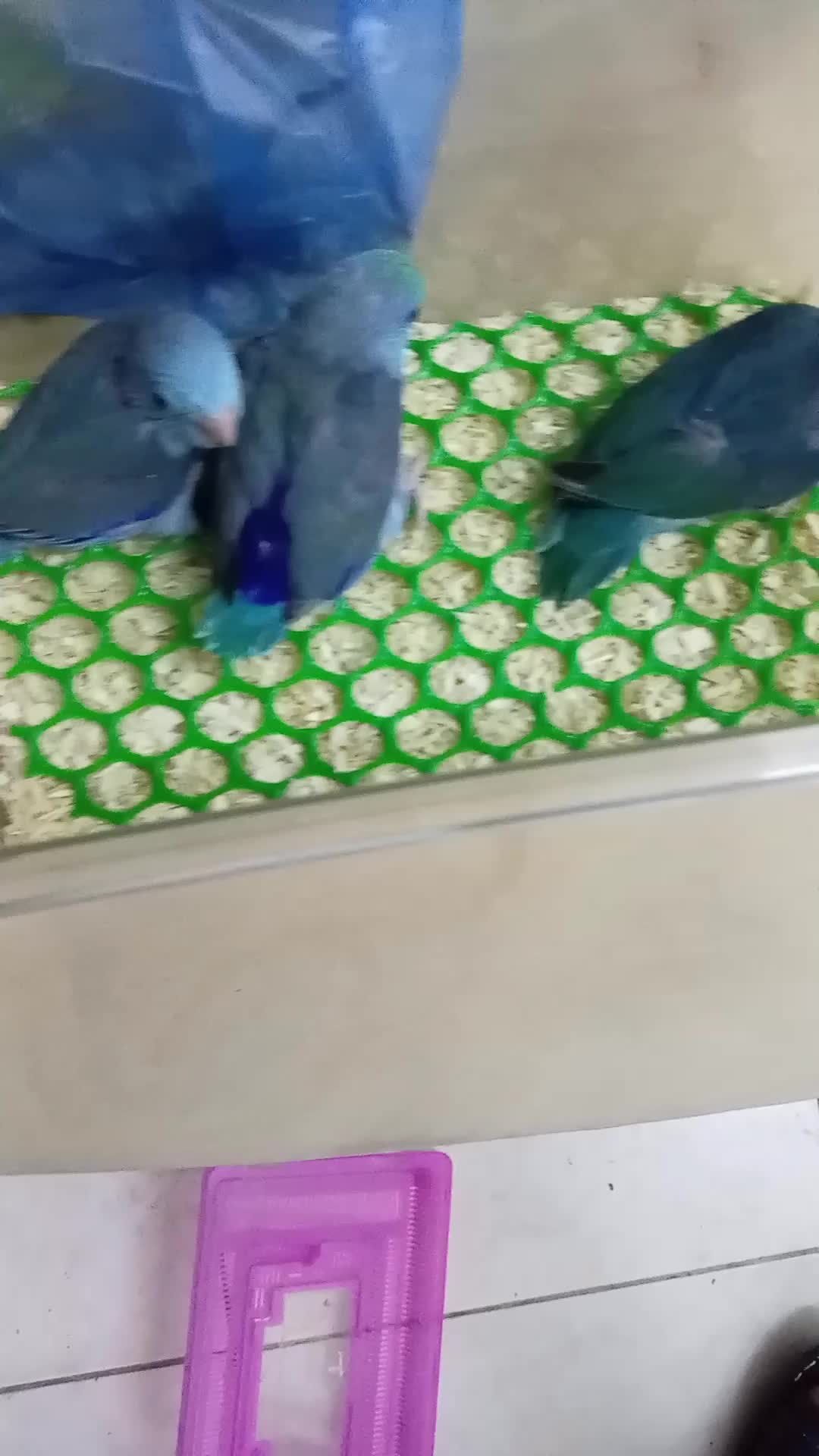 Parrotlet chicks - 1