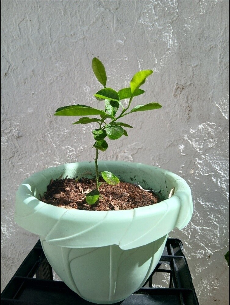شجرة منجا - 3
