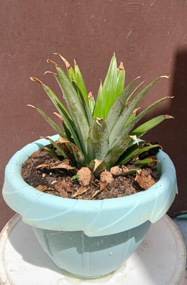 شجرة منجا - 2