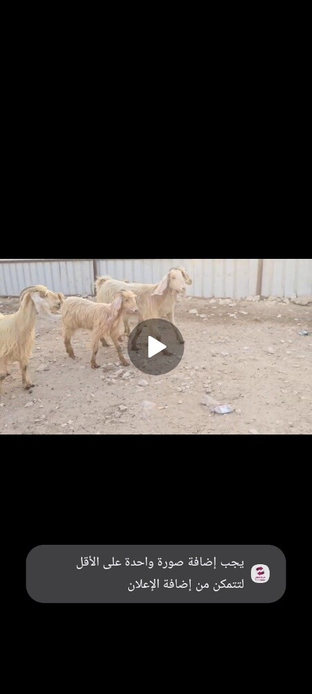 للبيع معزا عوارض صفر اباكير - 1
