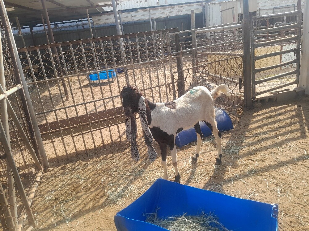 حجازية - 2