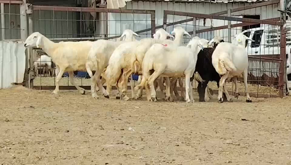 للبيع غنم حريات اصايل طيبه - 5