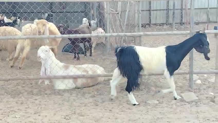 عنز حقبا طيبه فيهاحليب وشبب - 4