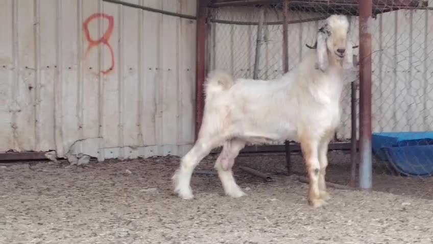 للبيع تيس فحل عارضي ابيض طيبه - 6