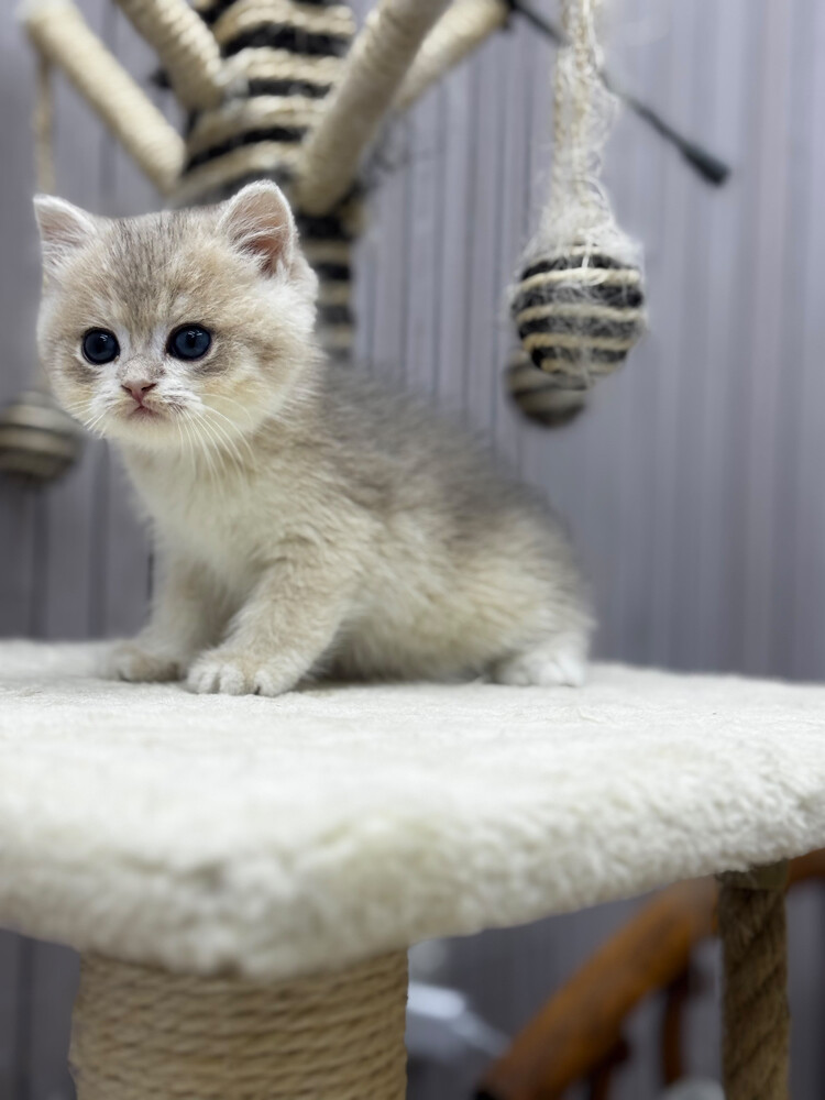 British Pure Kittens - 2