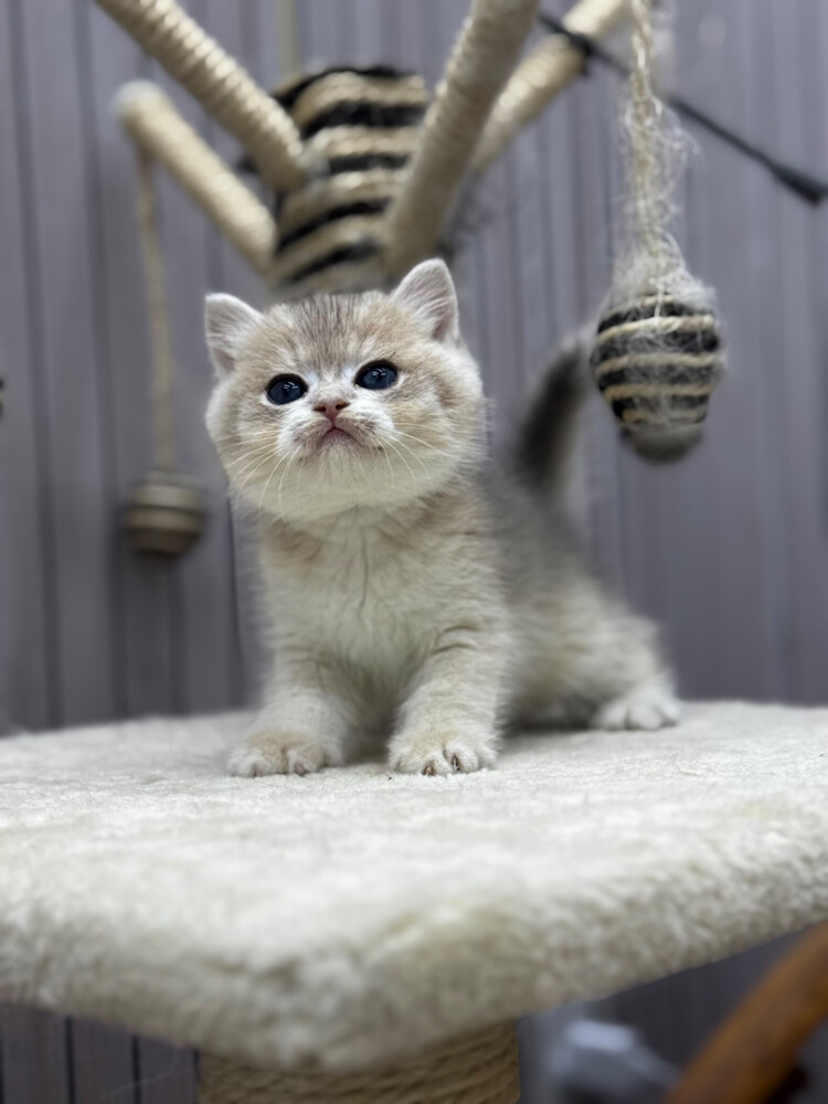 British Pure Kittens - 4