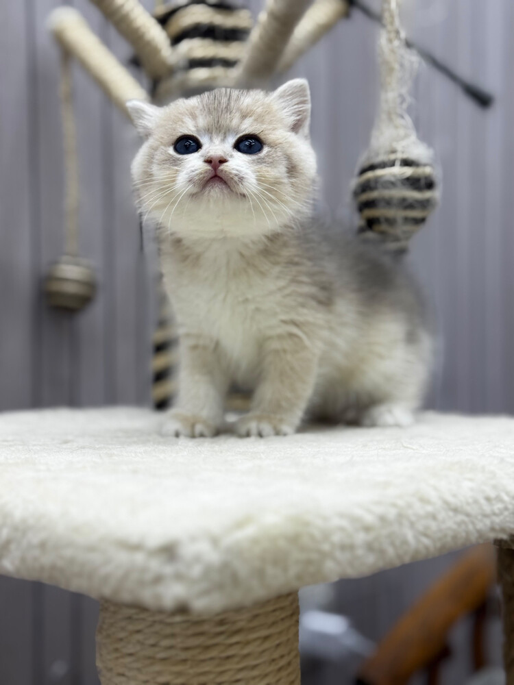 British Pure Kittens - 5