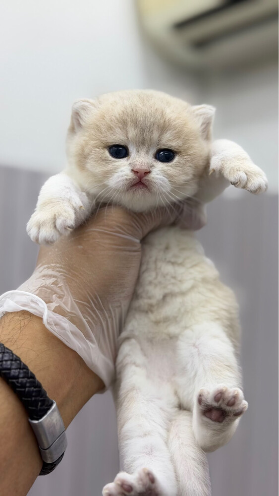 British Pure Kittens - 1