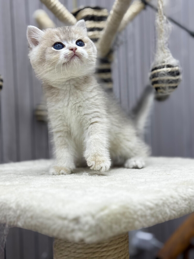 British Pure Kittens - 6