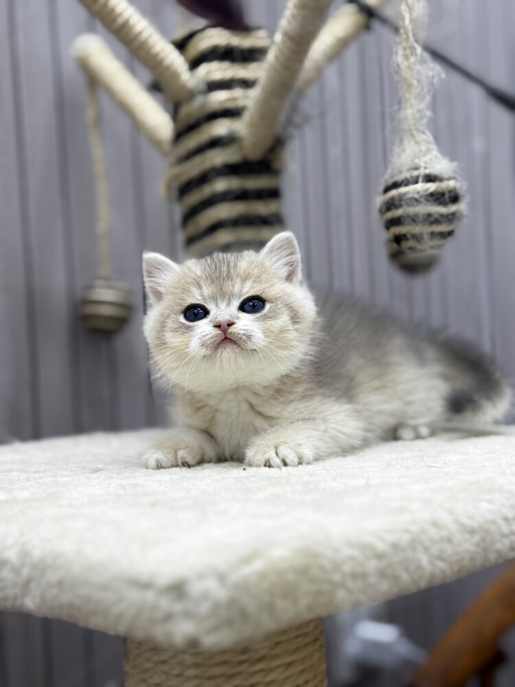 British Pure Kittens - 3