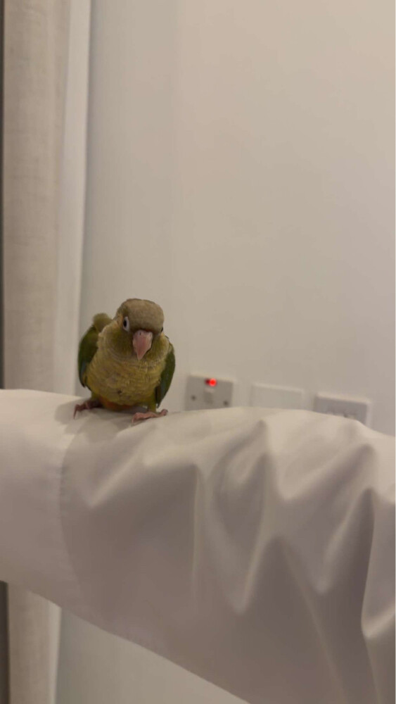 Pineapple Conure - 2