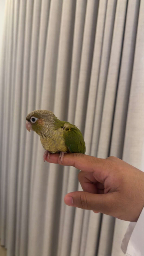 Pineapple Conure - 1