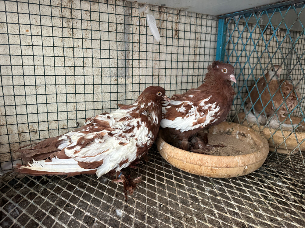 جاسكن للبيع - 2
