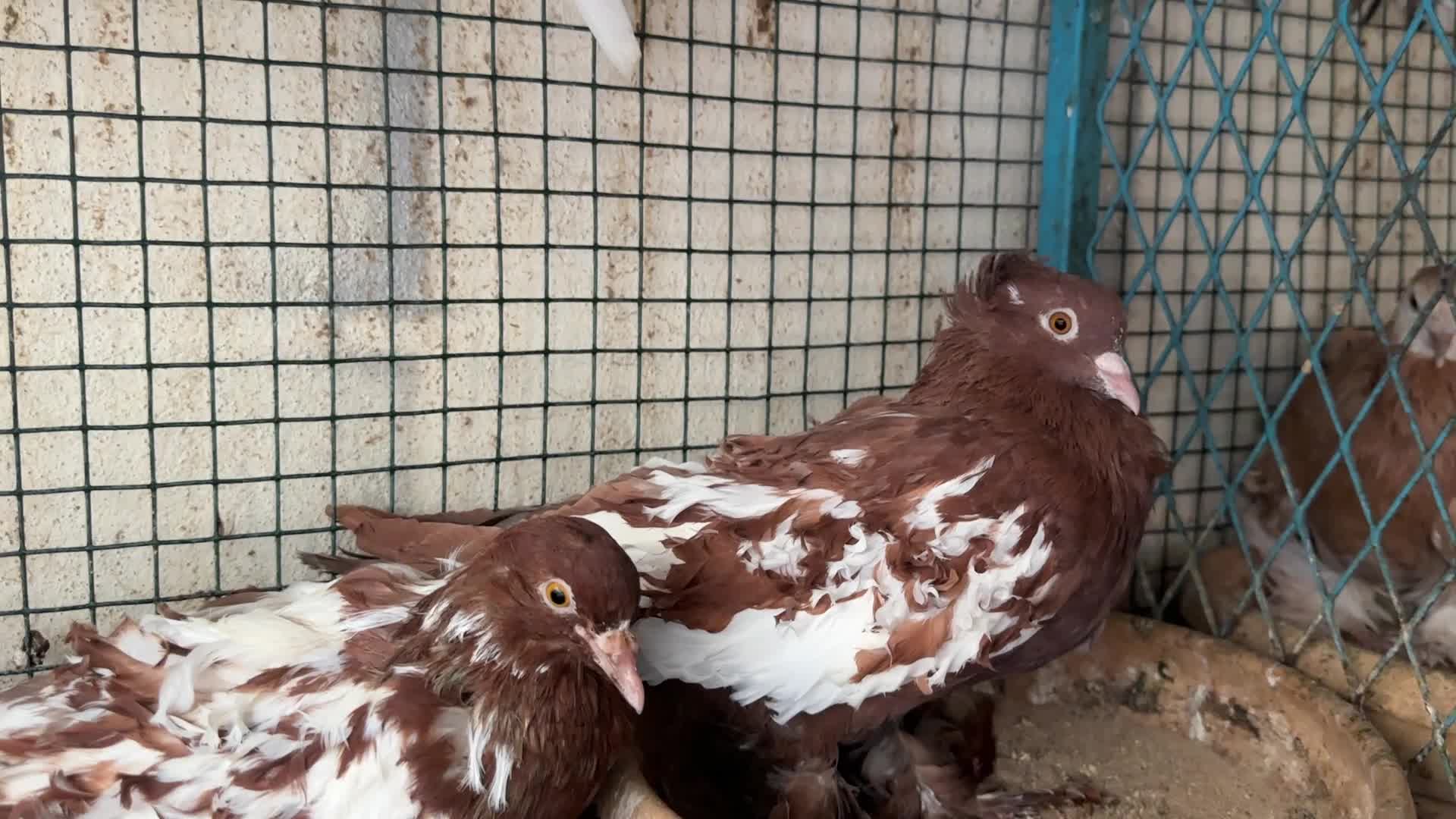جاسكن للبيع - 1