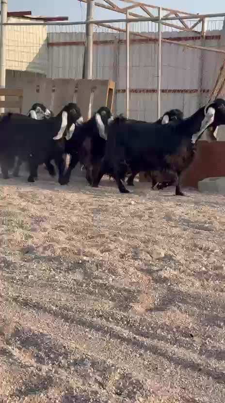 عوارض طيبه ومعرفه من مراح واحد - 1