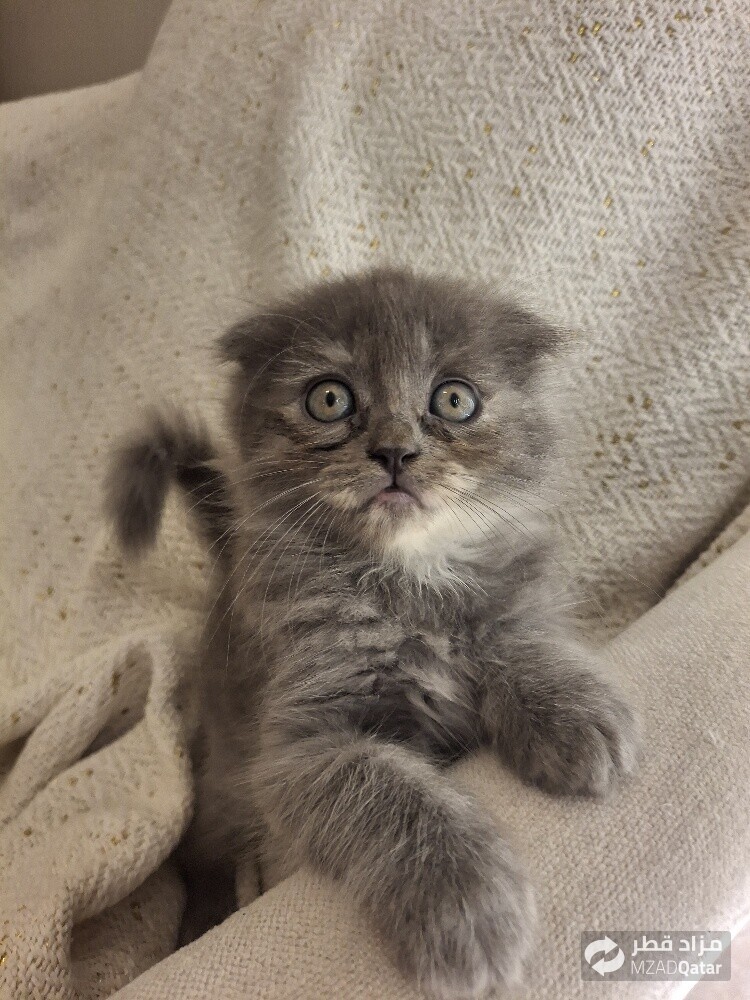 female - 1
