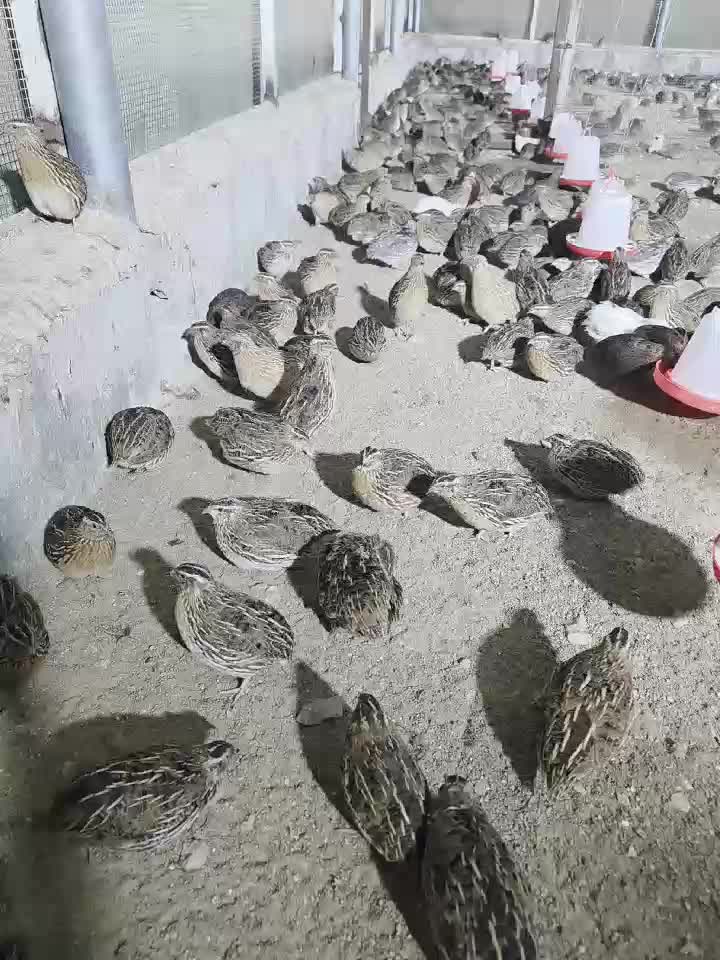 فري للبيع - 6