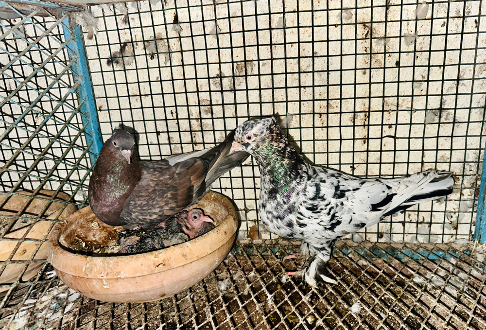 bo Shar with babies  - 1