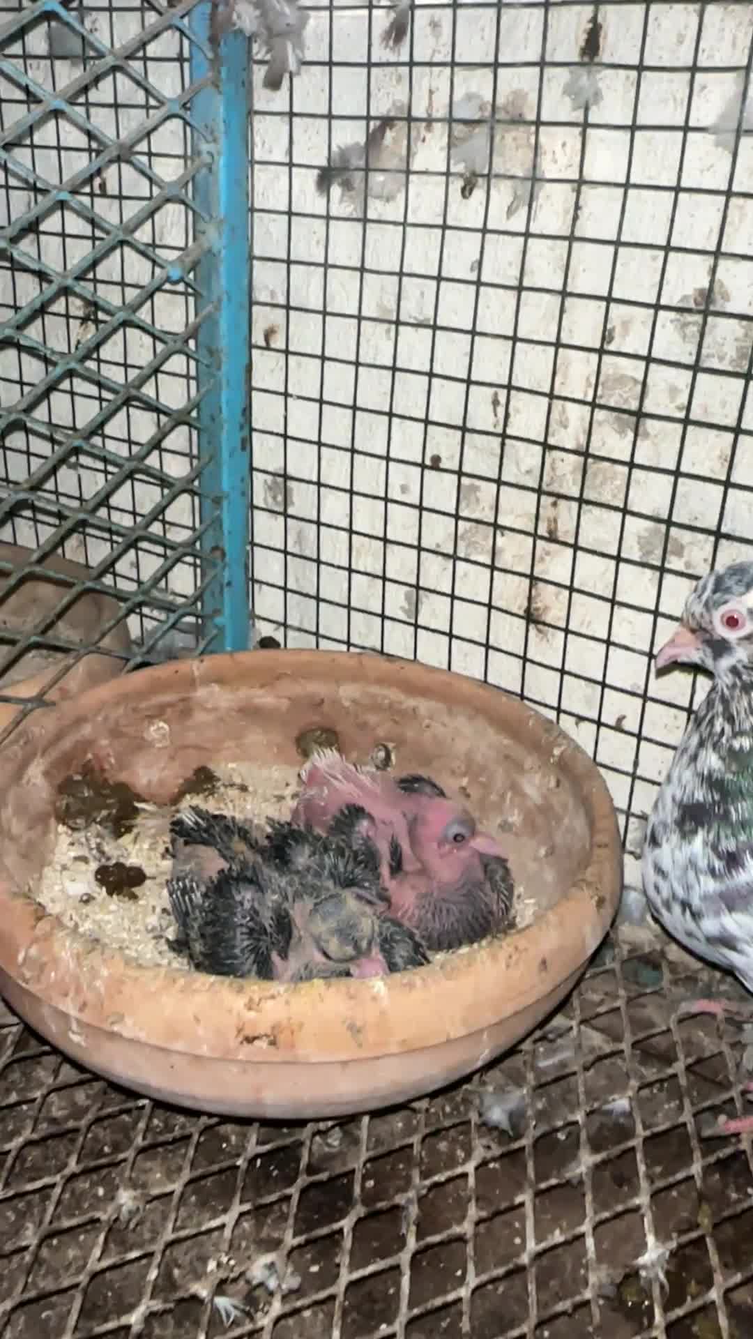 bo Shar with babies  - 3
