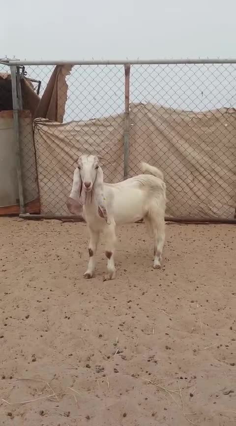 جفرره طيبه - 1