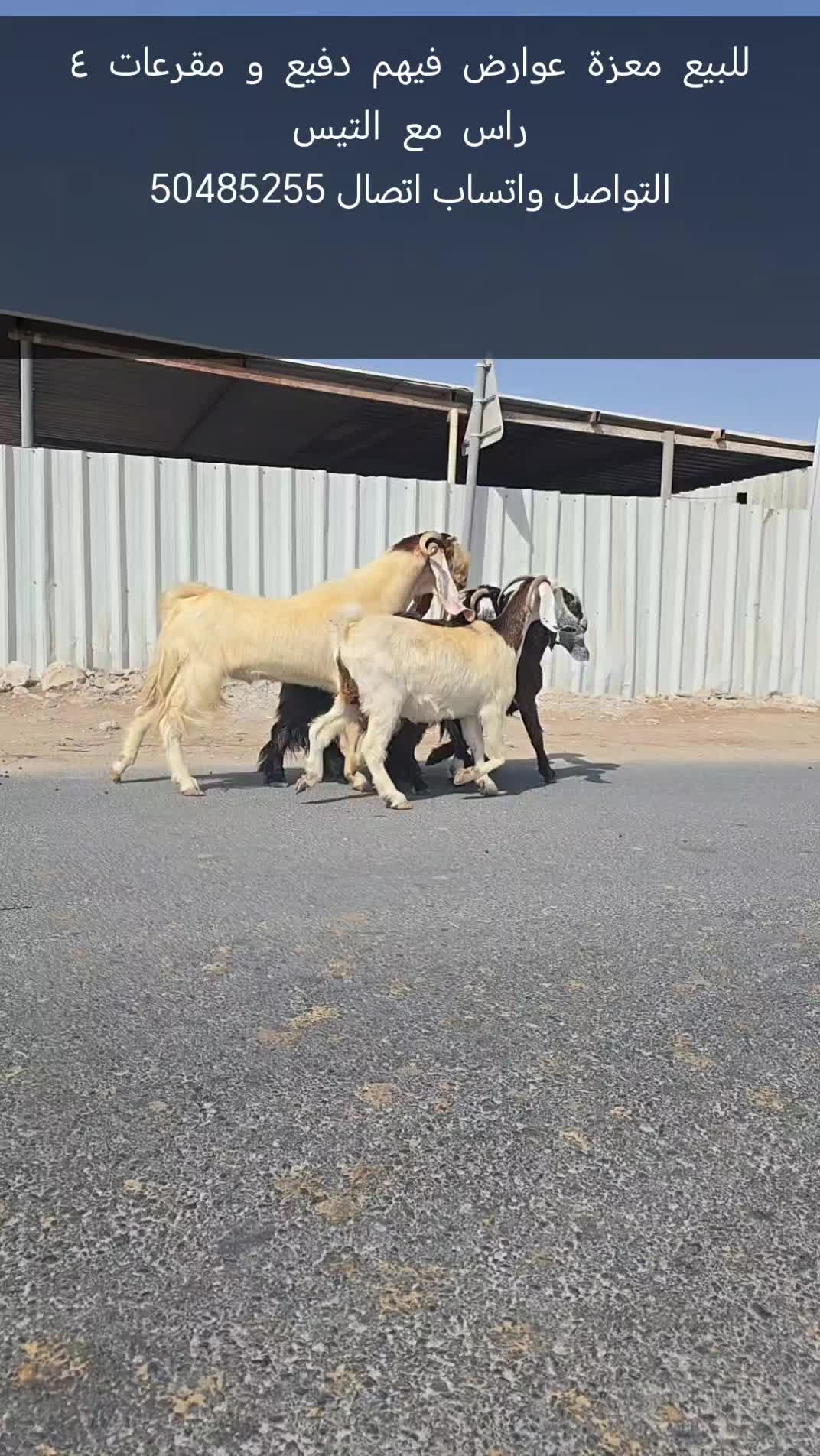 معزة  من الحلال  الطيب - 1