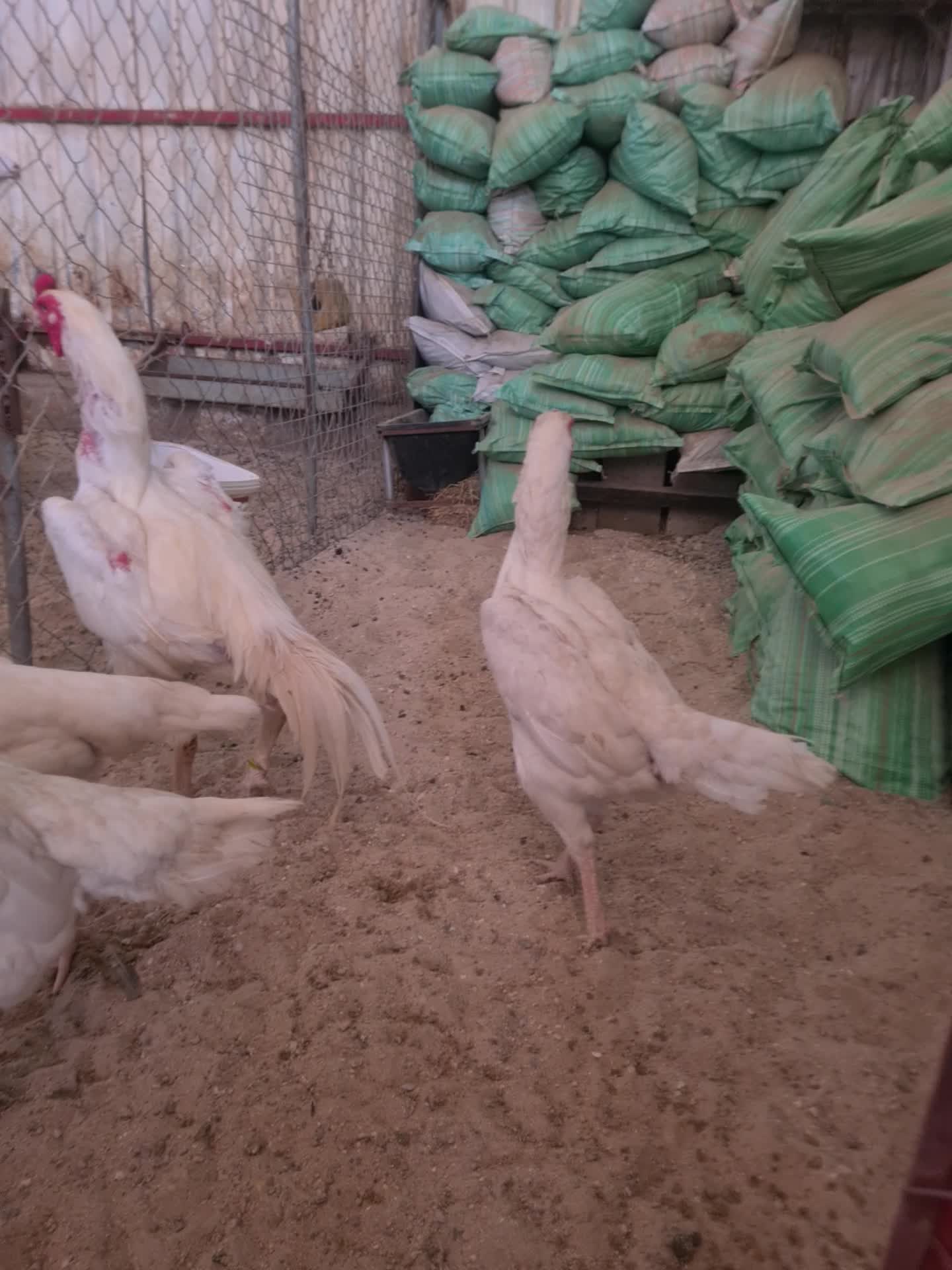 شامو ألماني لون أبيض صك جامبو - 1