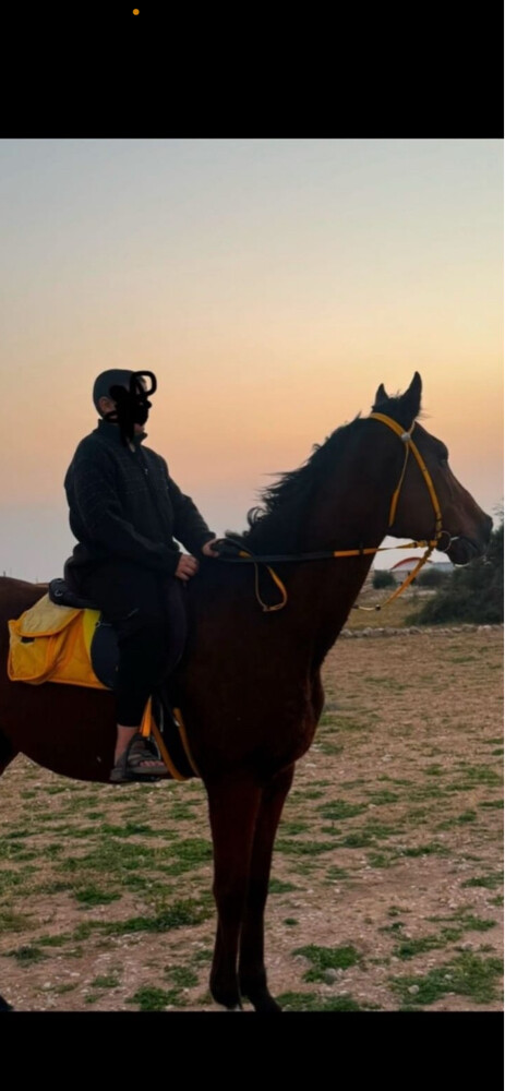 Thoroughbred gelding with passport  - 2