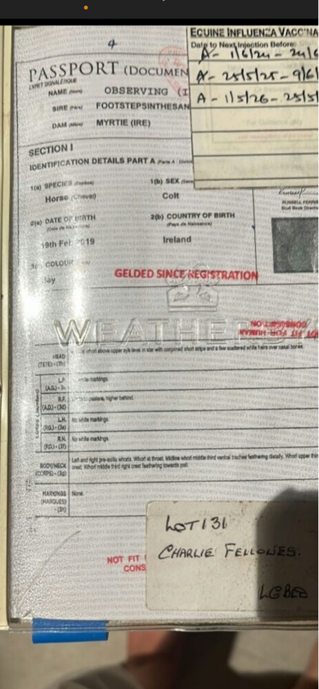 Thoroughbred gelding with passport  - 3