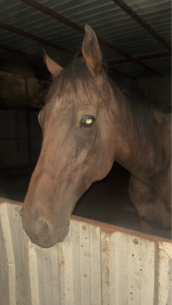 Thoroughbred gelding with passport  - 1