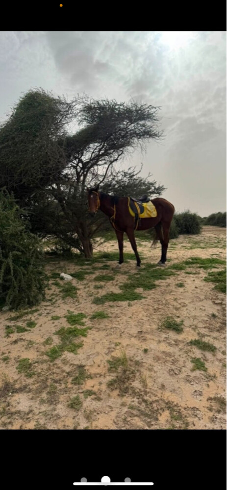 Thoroughbred gelding with passport  - 4
