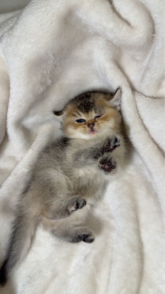 British short hair cat for sale  - 5