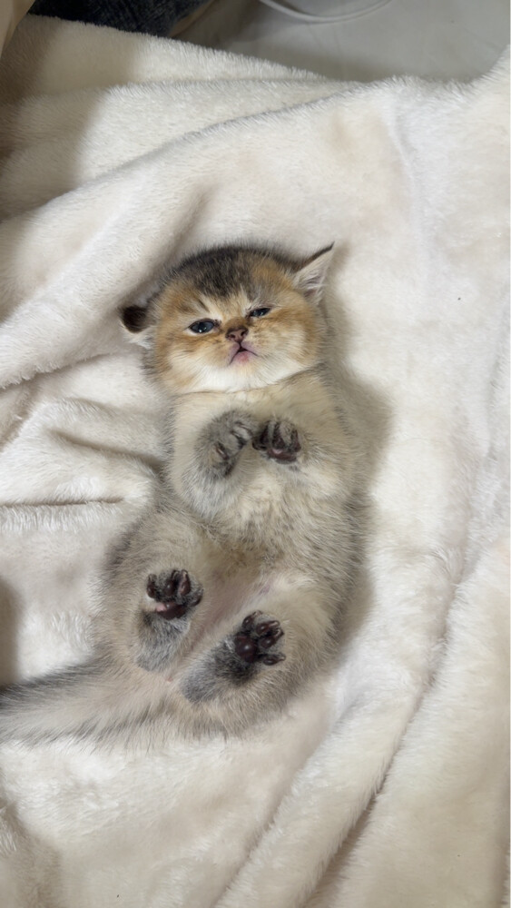 British short hair cat for sale  - 3