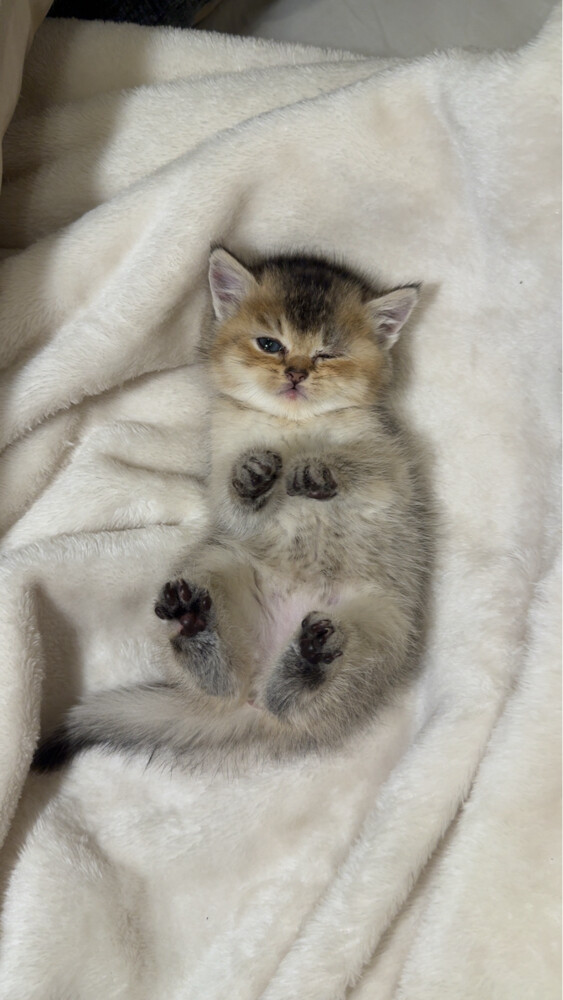 British short hair cat for sale  - 2