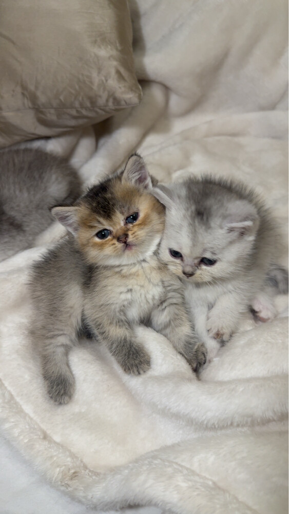 British short hair cat for sale  - 4