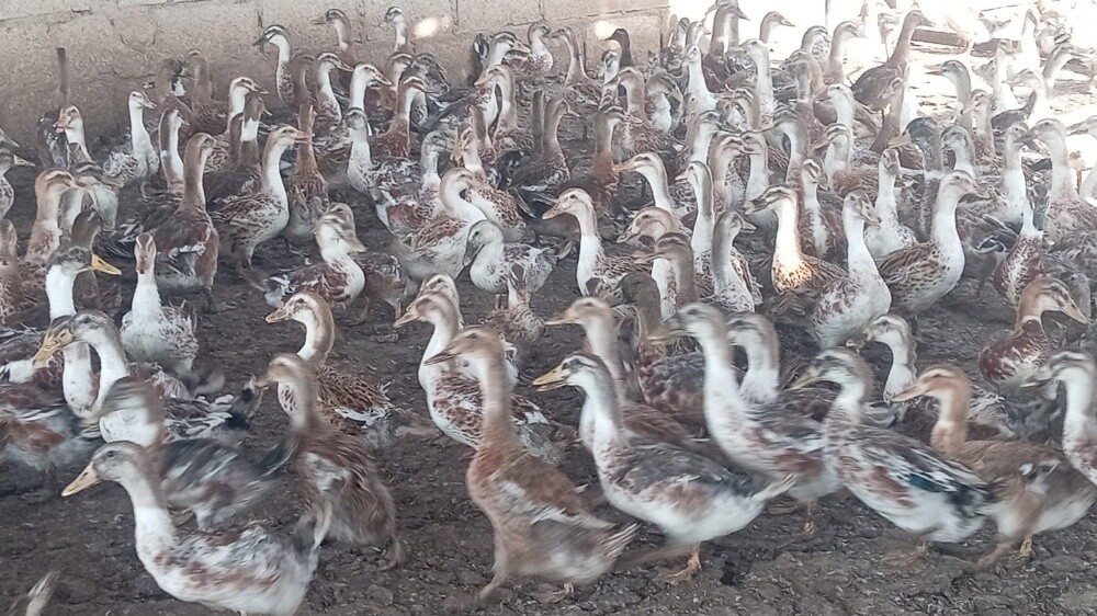 بط خليط - 2
