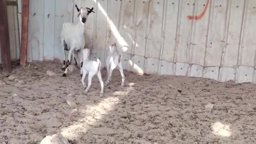 عنز عمانيه وليد برصا وليد - 1