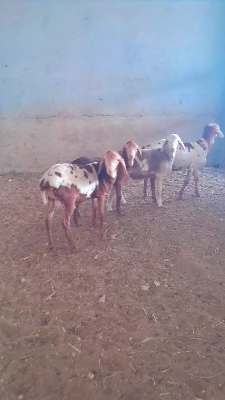 طليان بربرسمان فل شحم - 1