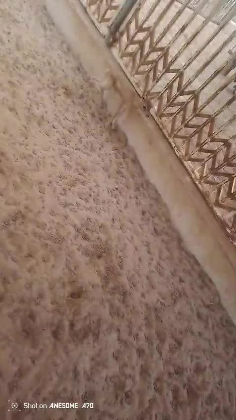 للبيع غزال ذكر - 1