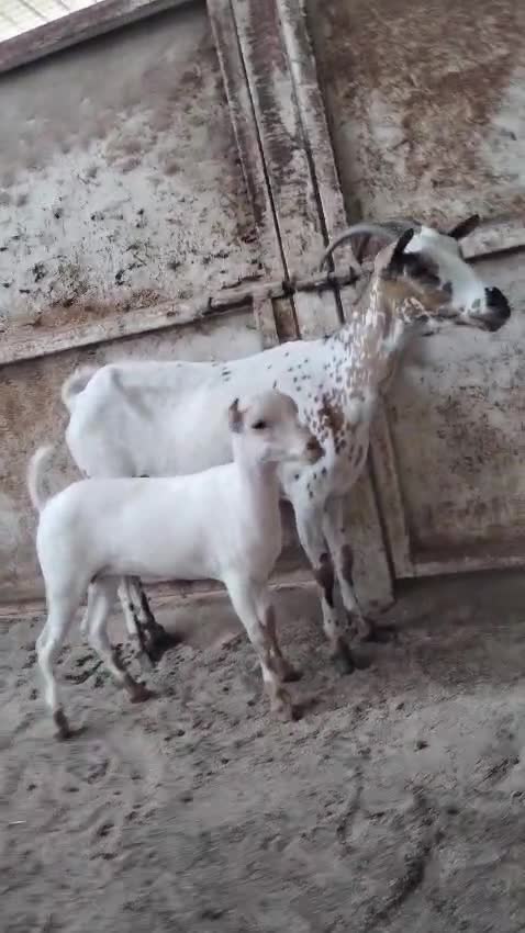 عمانية تحتها صخلة - 1