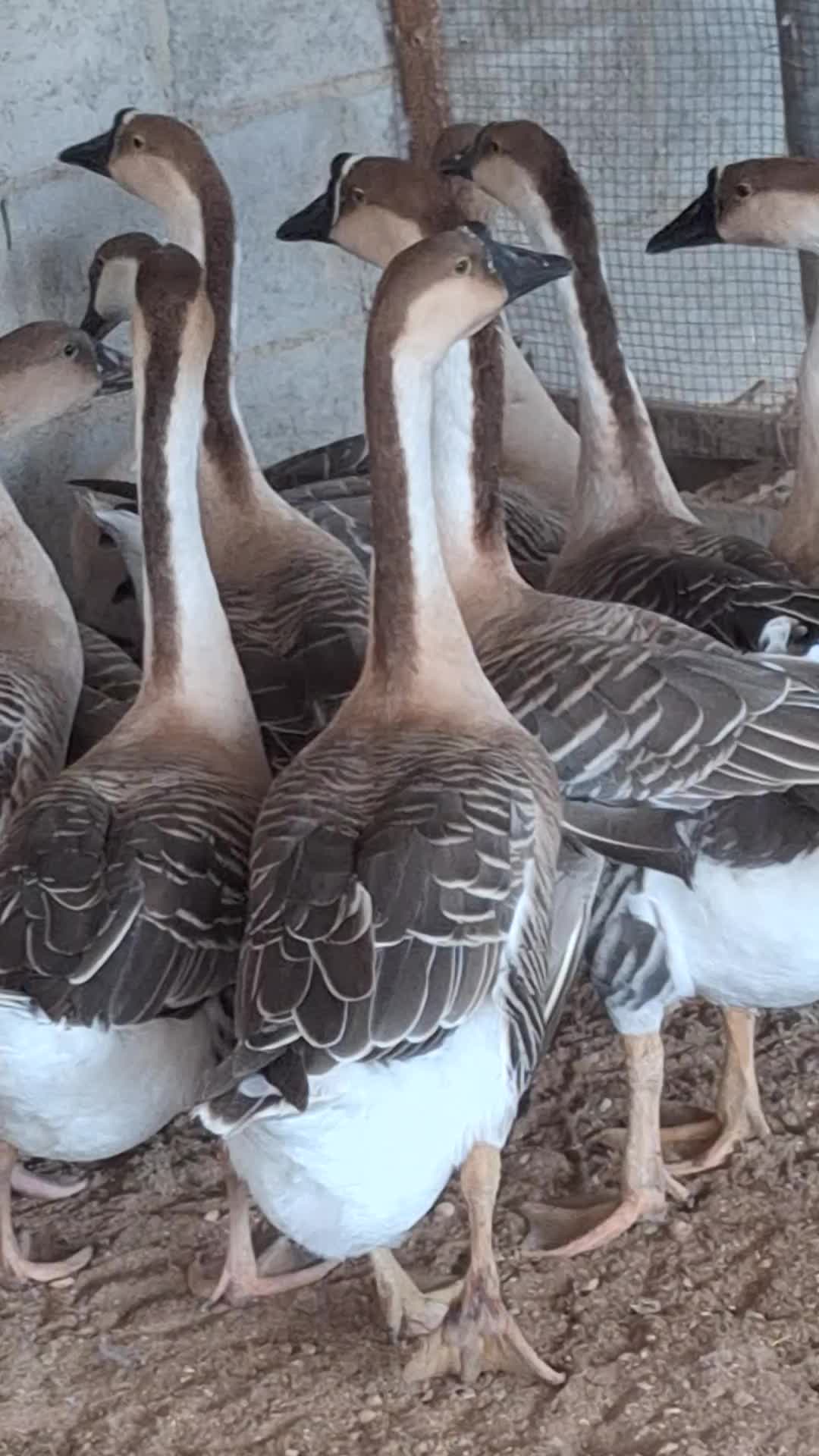 dak iraki 2piz qar 800 - 1