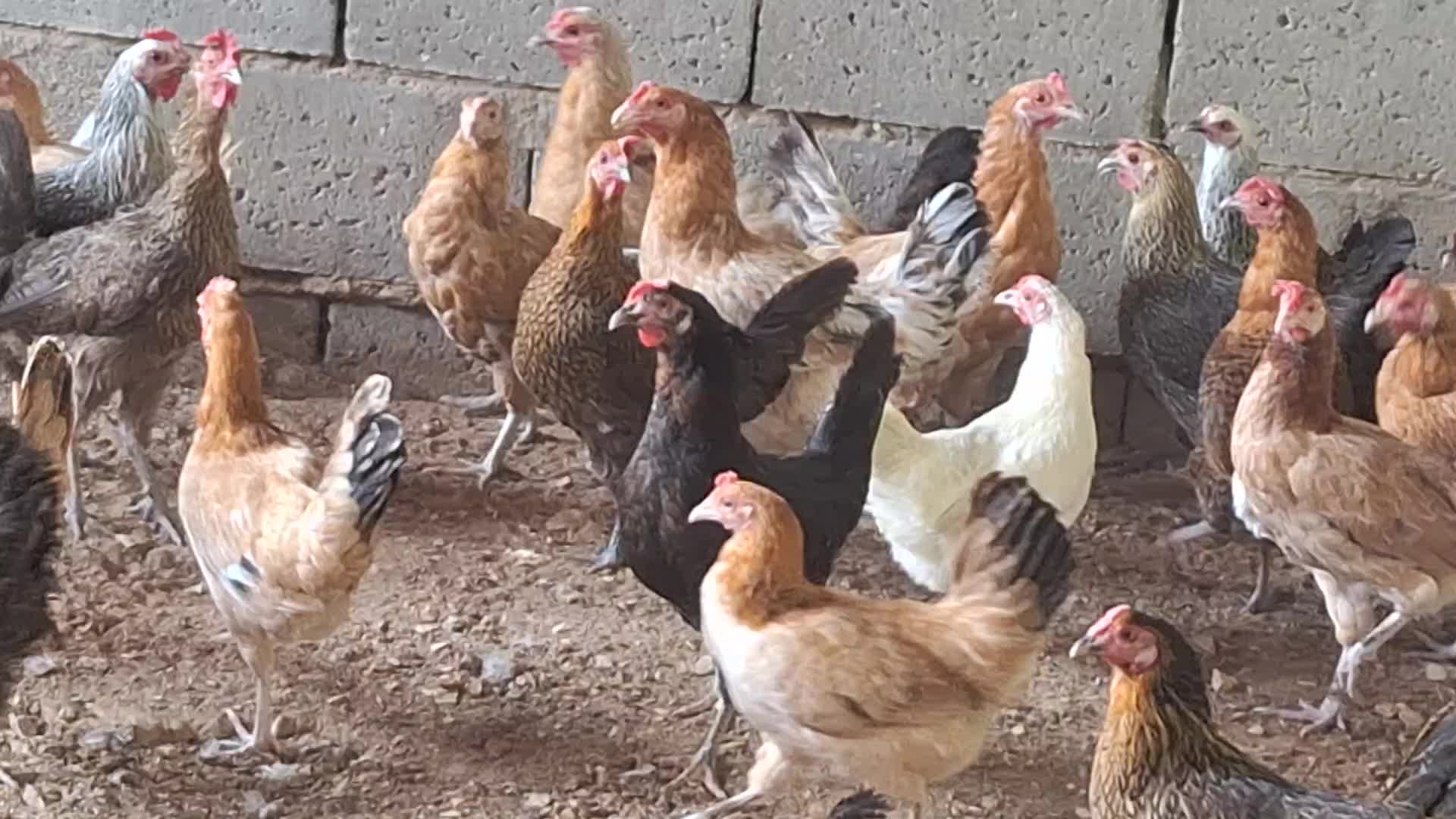 chiken bolodi - 1