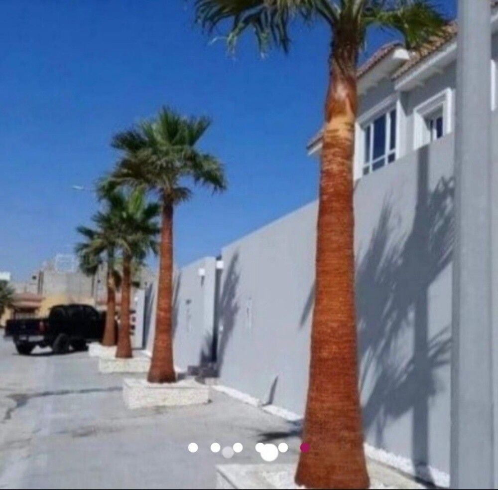 نخل وشنتونيا زينه - 2